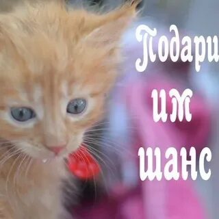 Подари им шанс зоозащитное