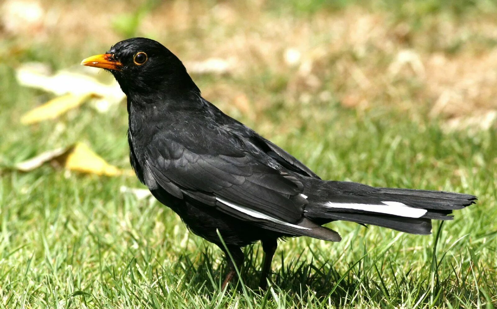 Птица Дрозд черный в белую крапинку. Дрозд чёрный в крапинку. Птица черная с белыми пятнышками. Черная птица с желтыми пятнами.