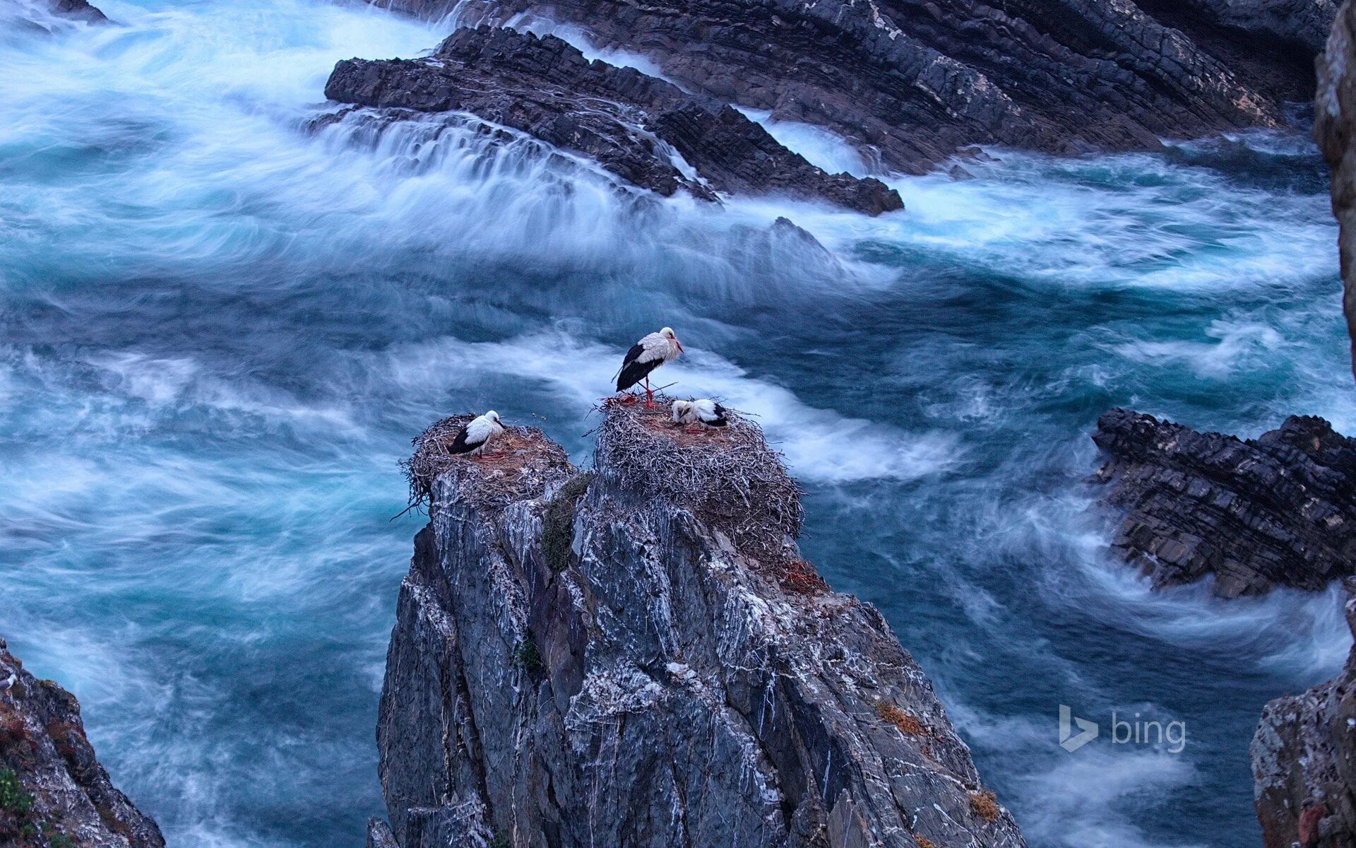 Мои океаны мои водопады если будет. Бушующее море. Море скалы. Море со скалами. Птицы на скалах.