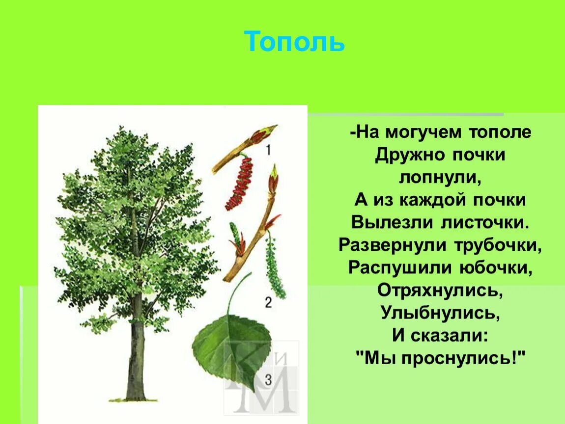 Тополь значение. Тополь двудомный. осина кустарник. тополь дерево описание. дерево для детей.