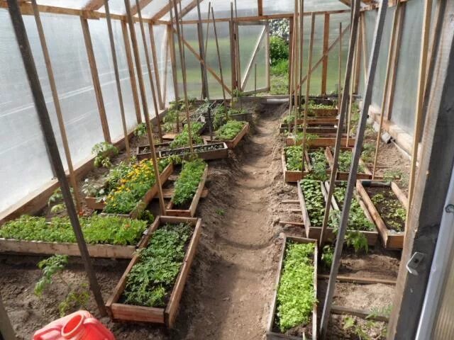 овощные грядки. овощи на грядке. садовый центр новомосковское шоссе тула. грядки короба рыкалина. огород на участке.