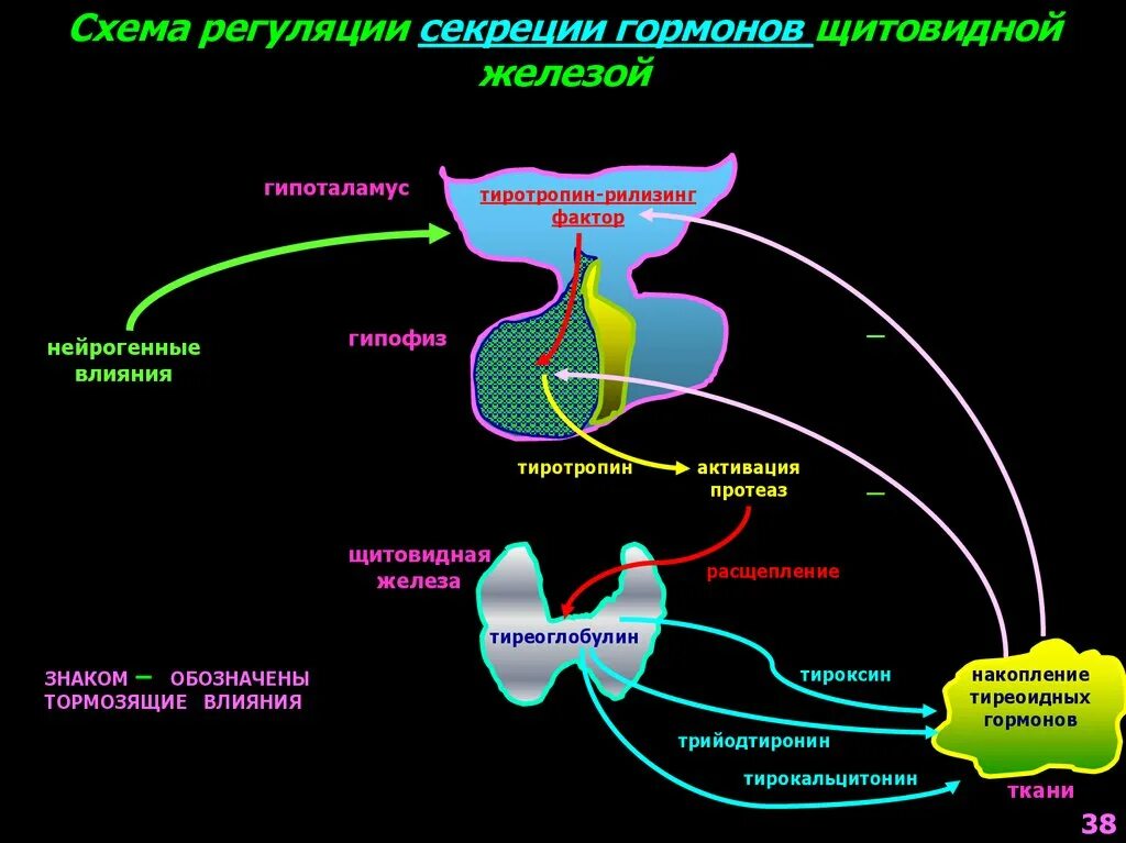 Регуляция выработки гормонов щитовидной железы. Схема регуляции выработки тиреоидных гормонов. Регуляция секреции гормонов схема. Регуляция секреции тиреоидных гормонов схема.