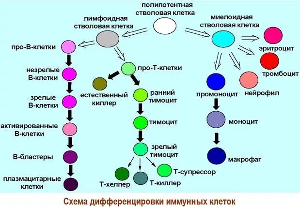 Схема дифференцировки т и в лимфоцитов. Схема дифференцировки клеток иммунной системы. Схема стволовых кроветворных клеток. Схема дифференцировки клеток эритропоэза. Полипотентные клетки