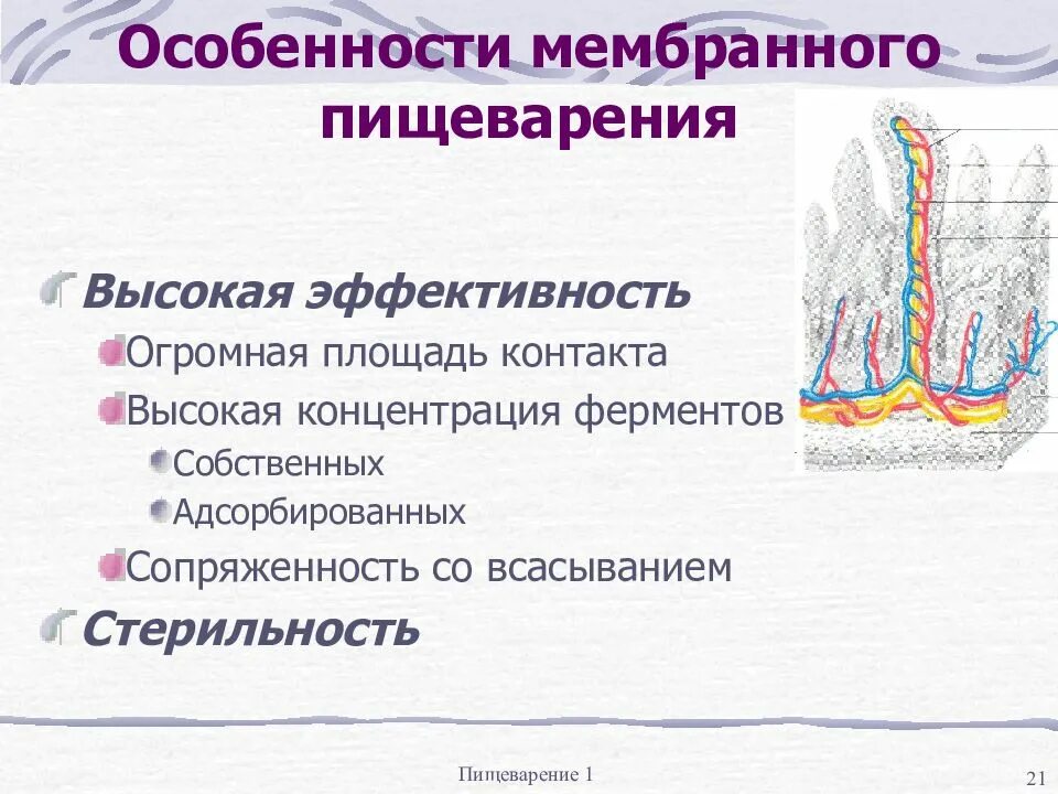 Что такое пристеночное пищеварение. Полостное и пристеночное пищеварение. Пристеночное и мембранное пищеварение. Мембранное пищеварение это физиология. Ферменты пристеночного пищеварения.