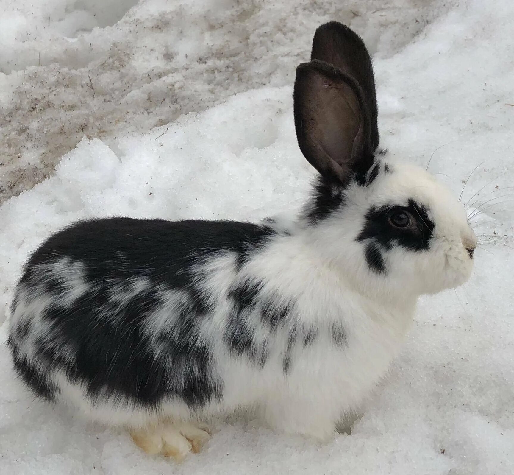 кролики породы карликовая бабочка. английский пятнистый кролик. пестрый заяц. кролик рекс триколор. кролик строкач бабочка.