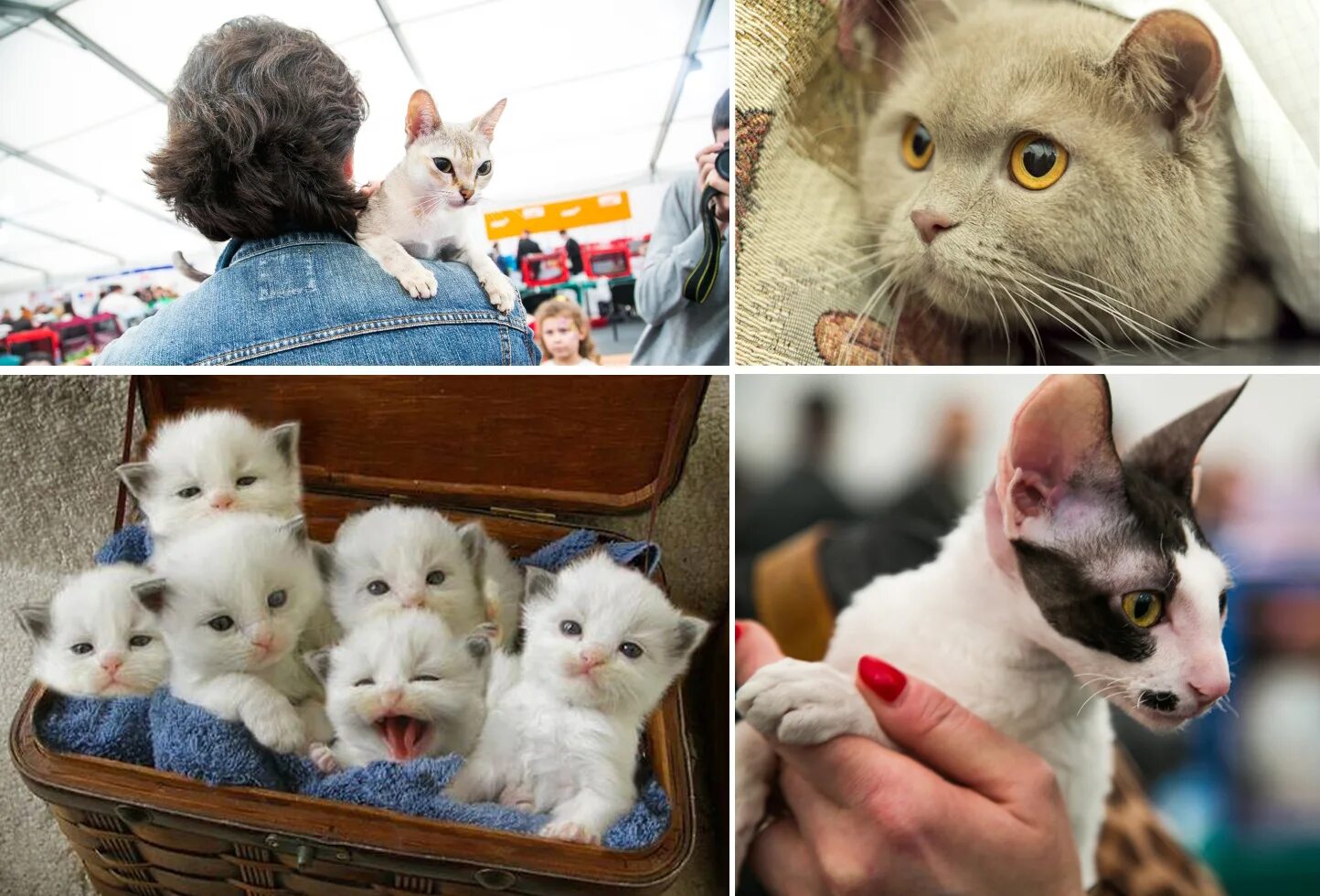 котят которые продают. котята британские плюшевые. кот общество. британская кошка котенок. маленьких котят которые продаются в магазине.