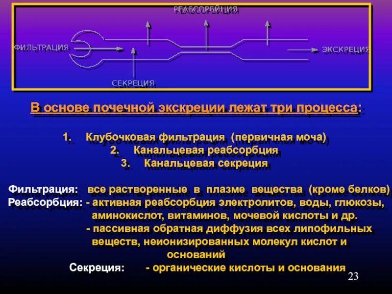 Образование вторичной мочи фильтрация крови образование плазмы. Канальцевая реабсорбция механизм. Фильтрация реабсорбция секреция биохимия. Канальцевая реабсорбция и секреция механизм. Фильтрация реабсорбция секреция в почках.