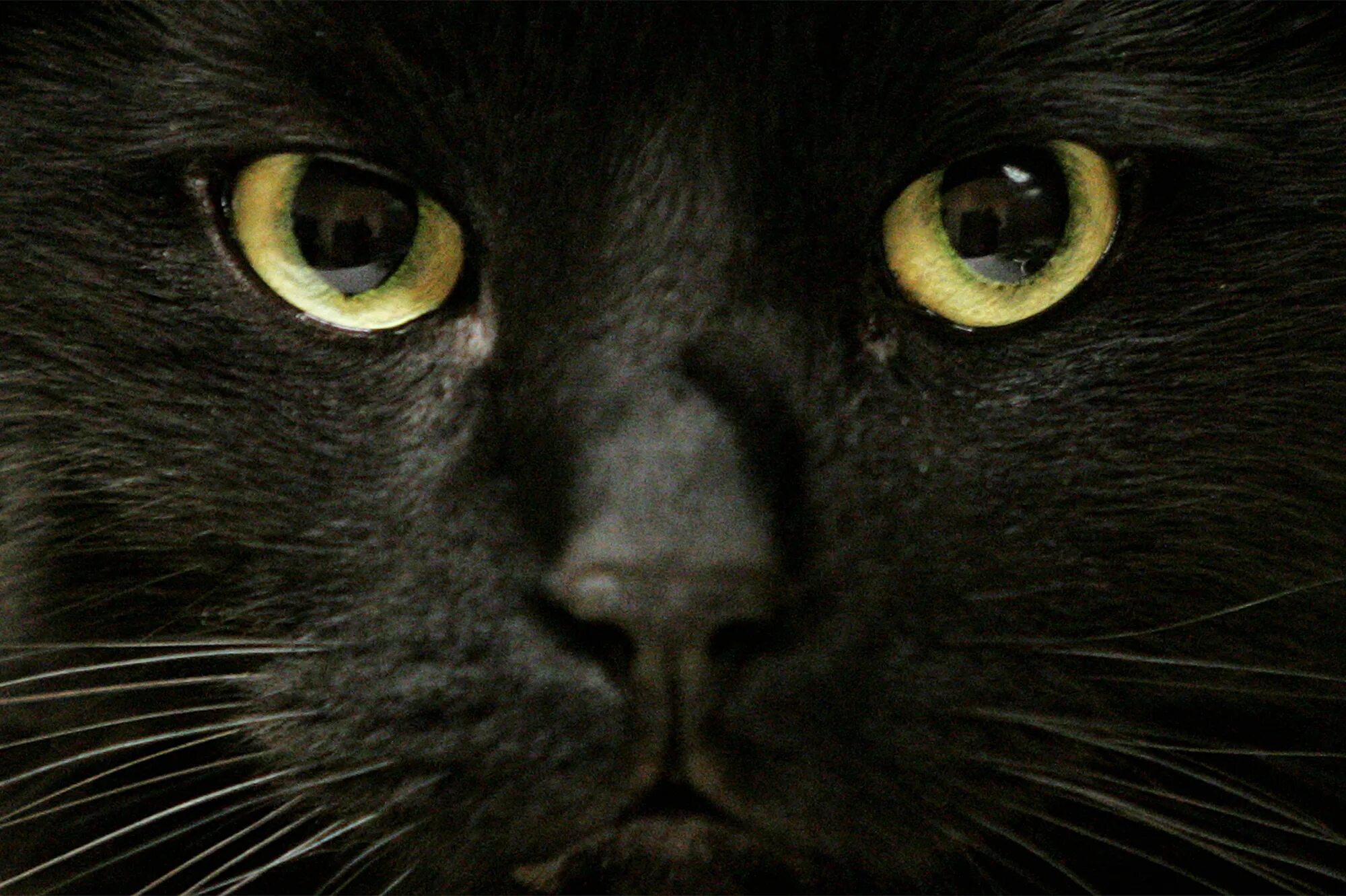 Чёрный кот. Черный кот с расширенными зрачками. Черный кот сос ветящимеся глазами. Клички для черных котов. Тайны черной кошки