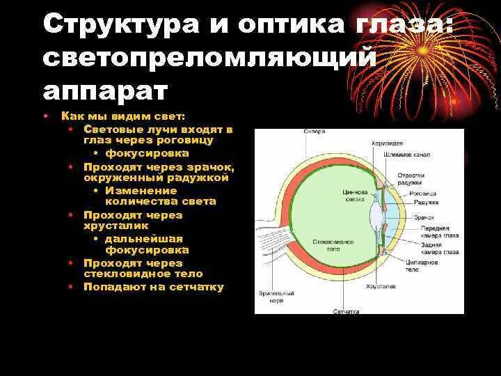 Светопреломляющие среды глазного яблока. Светопреломляющая оптическая система глаза. Светопреломляющие структуры глаза. Светопреломляющие среды глаза анатомия.