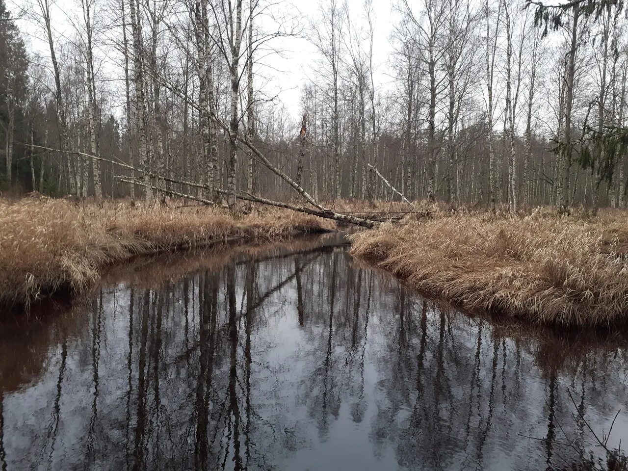 Река грузинка. Станция Васкелово река грузинка. Озеро грузинка. Торфяная река грузинка. Васкелово река грузинка плотина на реке.