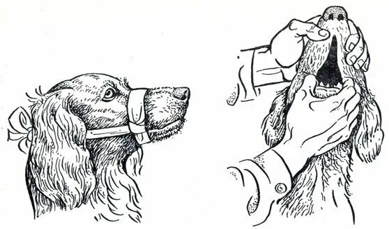 Ветеринарная сумка для фиксации кошек. Фиксация собак в клинике. Способы фиксации собаки для клинического осмотра. Фиксация животных ветеринария. Методы фиксации кошек и собак.