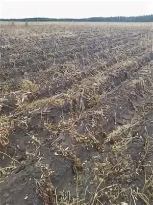 Фгис сатурн для сельхозтоваропроизводителей