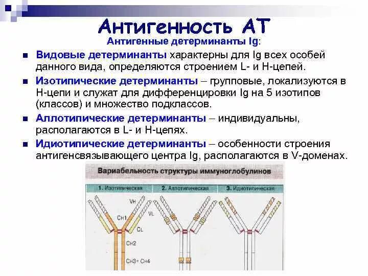 Иммуноглобулины определяют. Строение иммуноглобулинов детерминанты. Идиотипическая детерминанта. Изотипы иммуноглобулинов. Изотипические, аллотипические, идиотипические детерминанты.