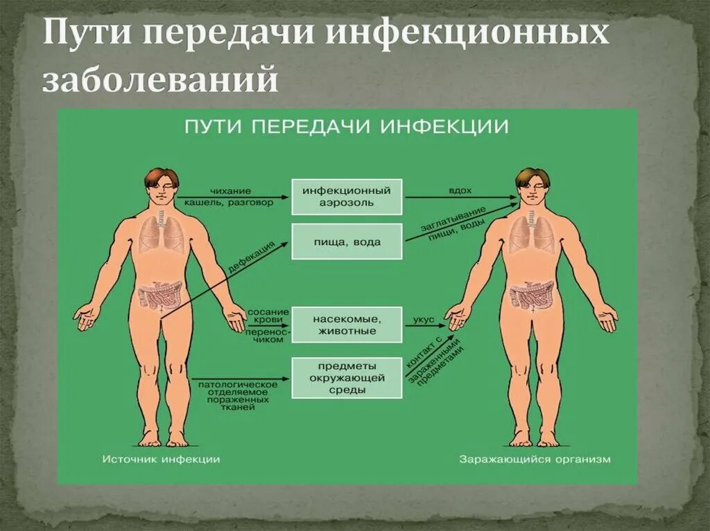 Источники распространения инфекционных заболеваний. Способы передачи инфекции. пути передачи инфекционных болезней. пути передачи инфекции и заболевания. механизм передачи возбудителя инфекции.