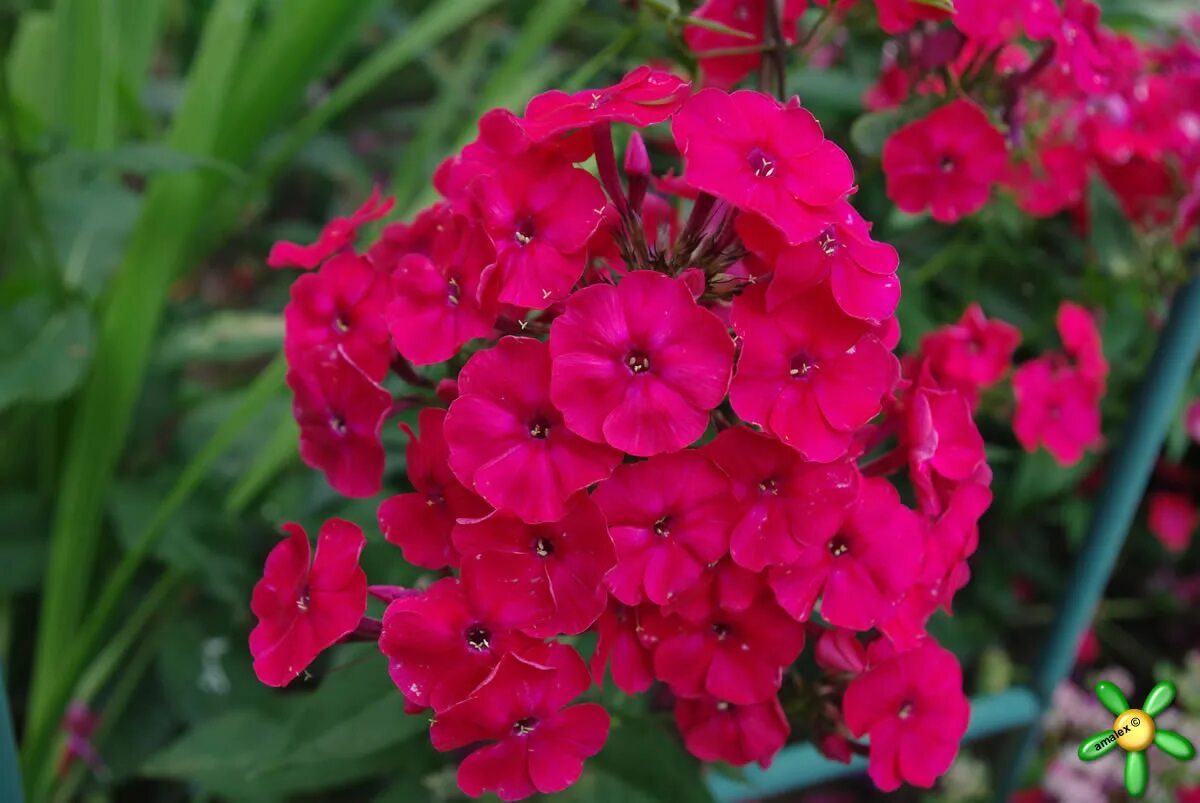 флокс метельчатый 'dusterlohe'. флокс отелло. флокс дикая вишня. флокс метельчатый далила. флокс вишневый.