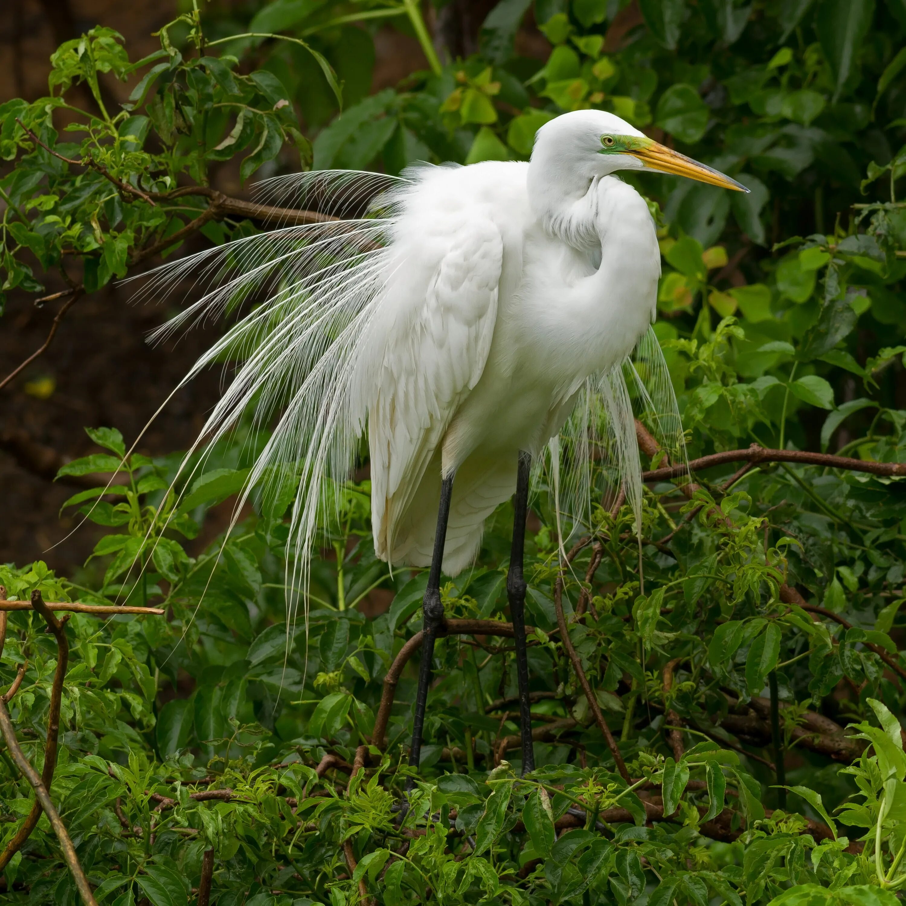 Храм белых цапель из какого. Большая белая цапля (Ardea Alba). Белая хохлатая цапля. Большая белая цапля (Egretta Alba).