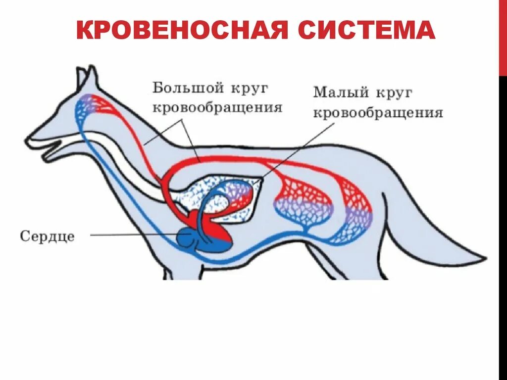 Строение кровеносной системы собаки. Внутреннее строение млекопитающего кровеносная система собаки. Кровеносная система собаки схема. Сердечно сосудистая система собаки схема. Млекопитающие кровообращение и дыхание