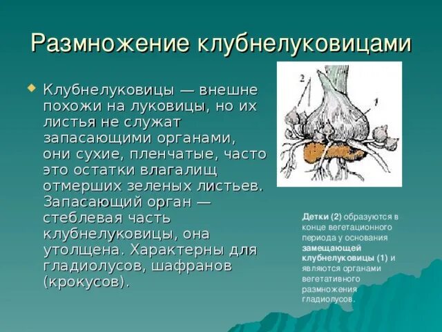 Вегетативное размножение с помощью луковиц. Вегетативное размножение клубнелуковицами. Размножение клубнелуковицами и луковицами. Вегетативное размножение луковицами. Размножение клубнелуковицами.