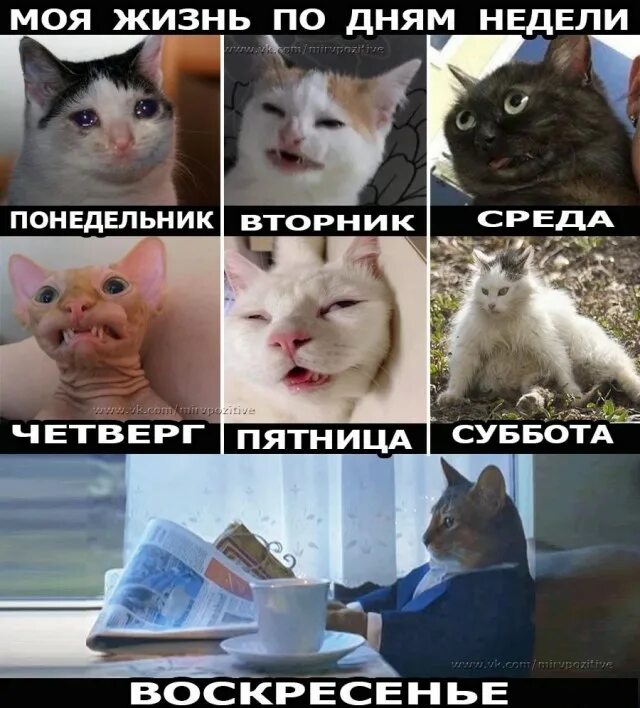 Дни недели кот. Настроение по дням недели мем. самый смешной мем недели. шутки по дням недели прикольные. смешные картинки по дням недели.