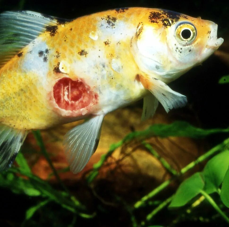 ихтиофтириоз дискусы. гексамитоз у цихлид. ихтиоспоридиоз аквариумных рыб. плавниковая гниль у золотой рыбки. заболевания аквариумных рыб.