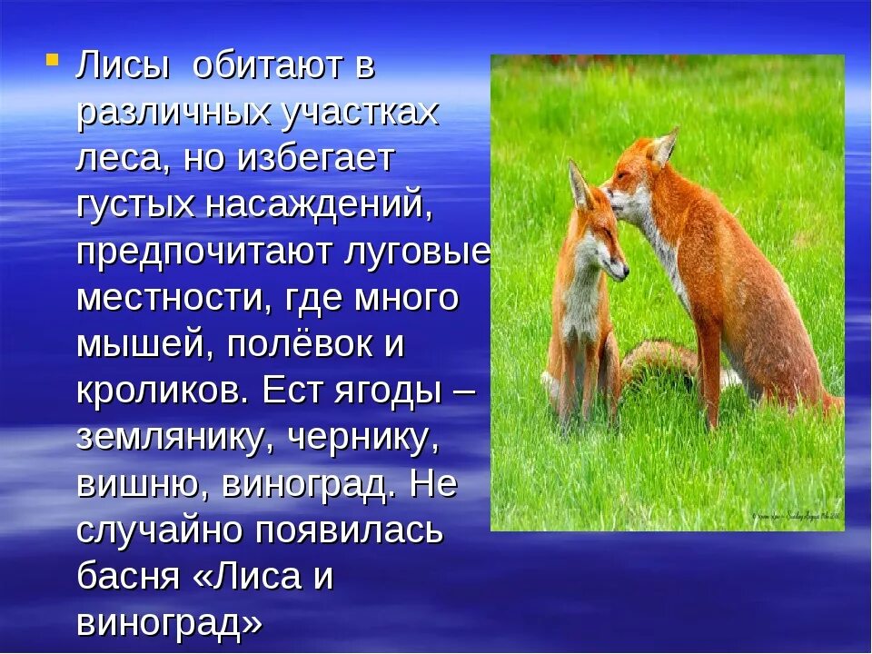 В какой природной зоне россии встречается лисица. Где обитает лиса. Среда обитания лисы обыкновенной. Внешнее описание лисы. Лиса картинка с описанием.