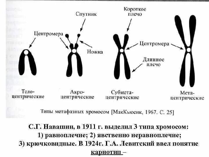 Какую форму имеет хромосома. Акроцентрические хромосомы человека. Рисунок формы метафазных хромосом. Строение и типы хромосом. Типы метафазных хромосом.