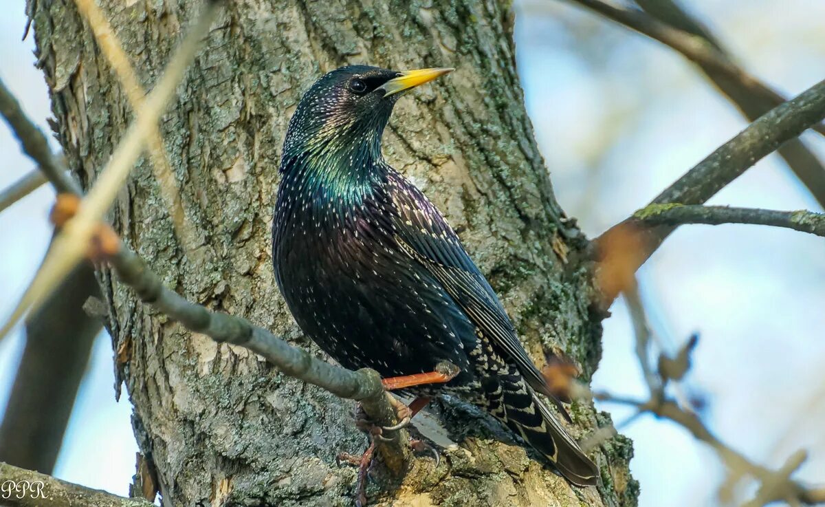 скворцы в лесу