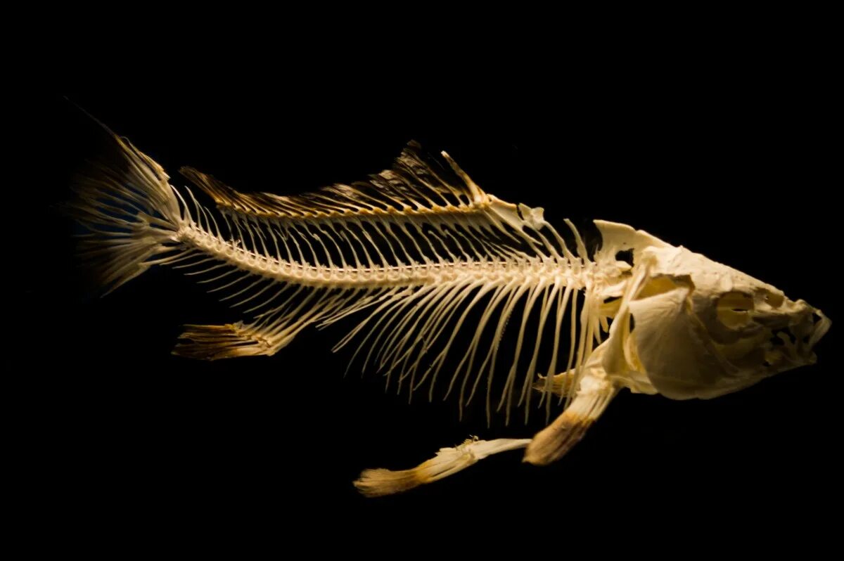 Купить кости рыбы. Латимерия рыба скелет. Латимерия окаменелость скелет. Скелет рыбы дорадо. Скелет хищной рыбы.