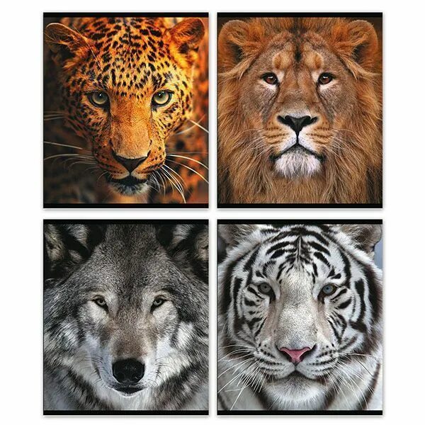 Тетрадь 48 листов с животными. Тетради с животными школьные. , а5, клетка artspace "животные. Тетради с животными 24 листа. Тетради школьные животные.