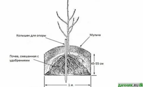Площадь яблони