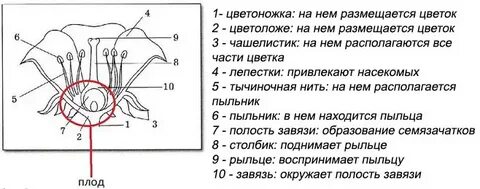 Рассмотрите рисунок 71
