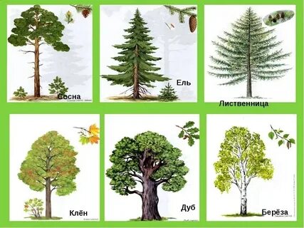 Дуб и береза картинки для детей