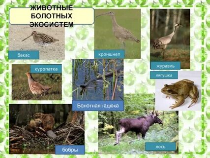 Российские экосистемы