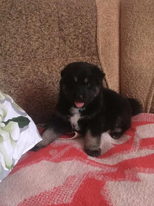 приму в дар щенка малибу. маленькие собачки в добрые руки. собаки даром в александрове. щенки даром уфа. щенки даром уфа.