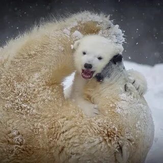 Медведь радость