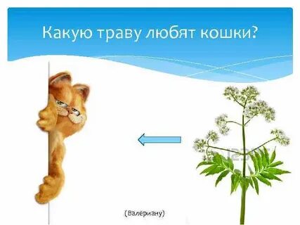 Какую траву любят