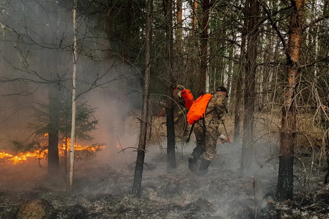 К чему снится тушить огонь во сне. Пожар в лесу. Лесной пожар фото. Способы тушения пожара в лесу. Тушение лесных пожаров картинки.