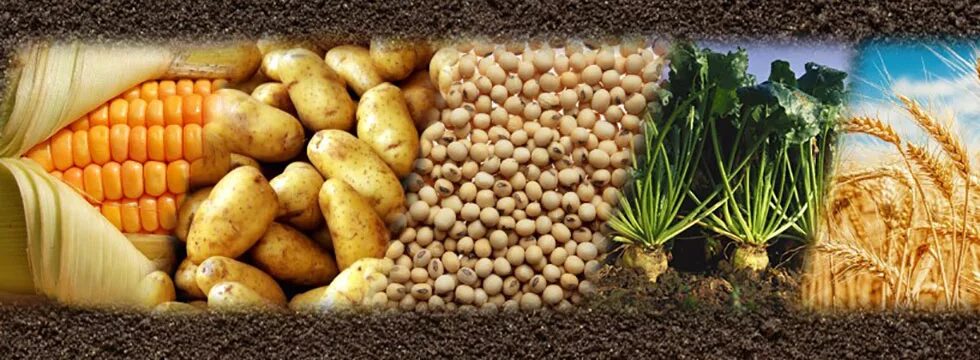 Овощных зерновых
