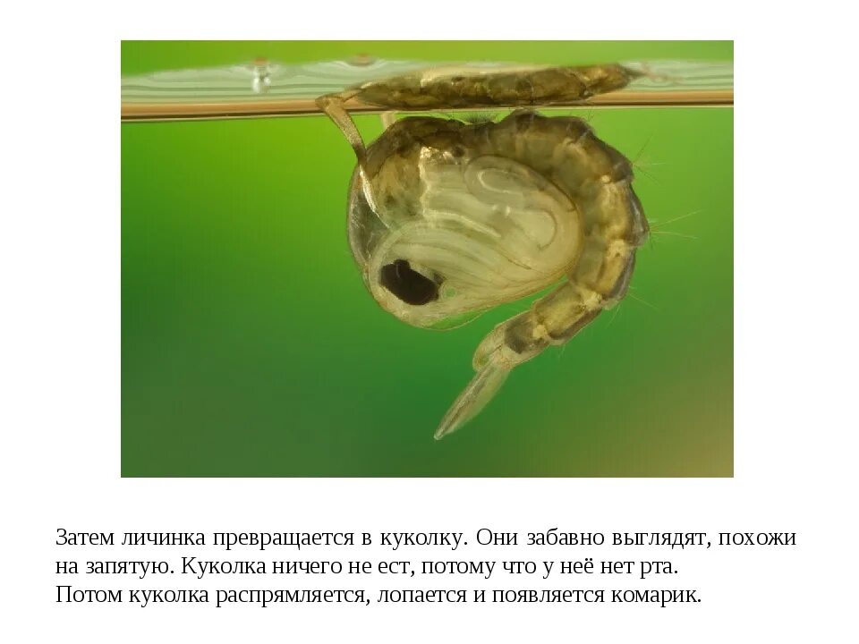 Превращается личинка. Камподеовидные личинки. Личинка куколка имаго. Превращается личинка. Превращается личинка.