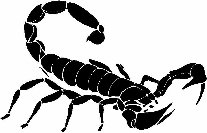 Scorpion white. Скорпион. Скорпион силуэт. Скорпион вектор. Скорпион черно белый.