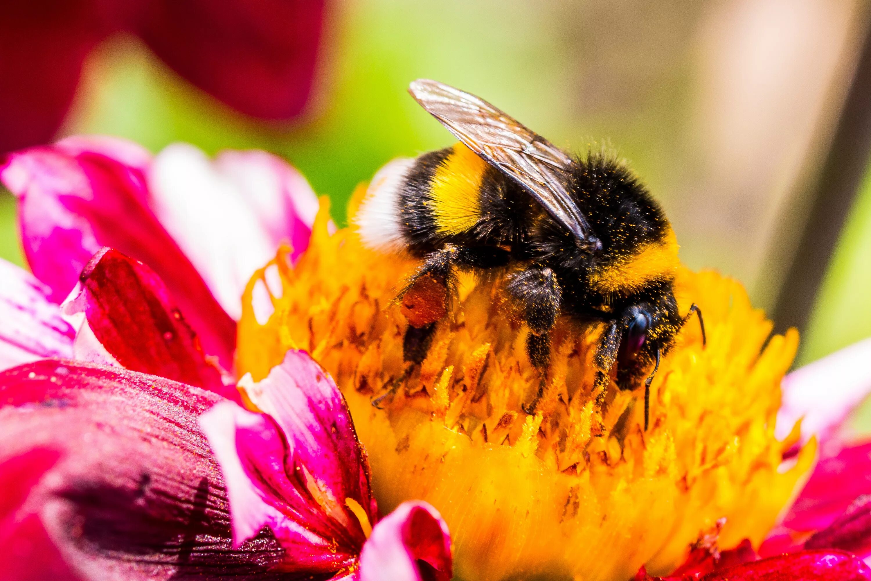Пчелы и шмели тип взаимоотношений. Пчелы опыляют растения. Насекомые опылители Шмель. Пчела опыляет цветущие растения. Пчела опыляет цветок.