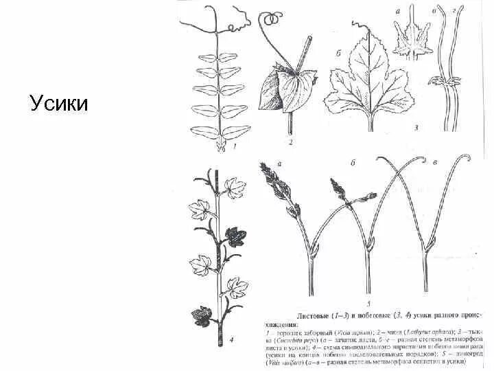 Усики побегового происхождения винограда. Строение усиков побег. Метаморфозы побега усики. Усики винограда побег.