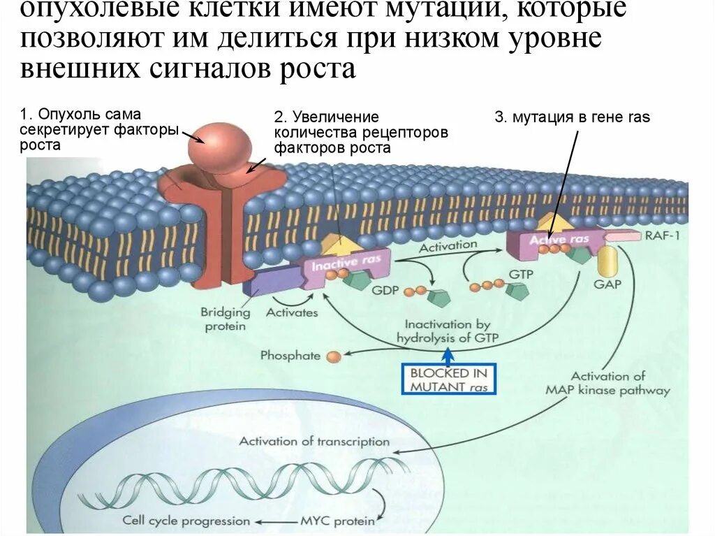 Происходит увеличение количества клеток. Злокачественная трансформация клеток. рецепторы факторов роста. рост опухолевых клеток. мутации на клеточном уровне.