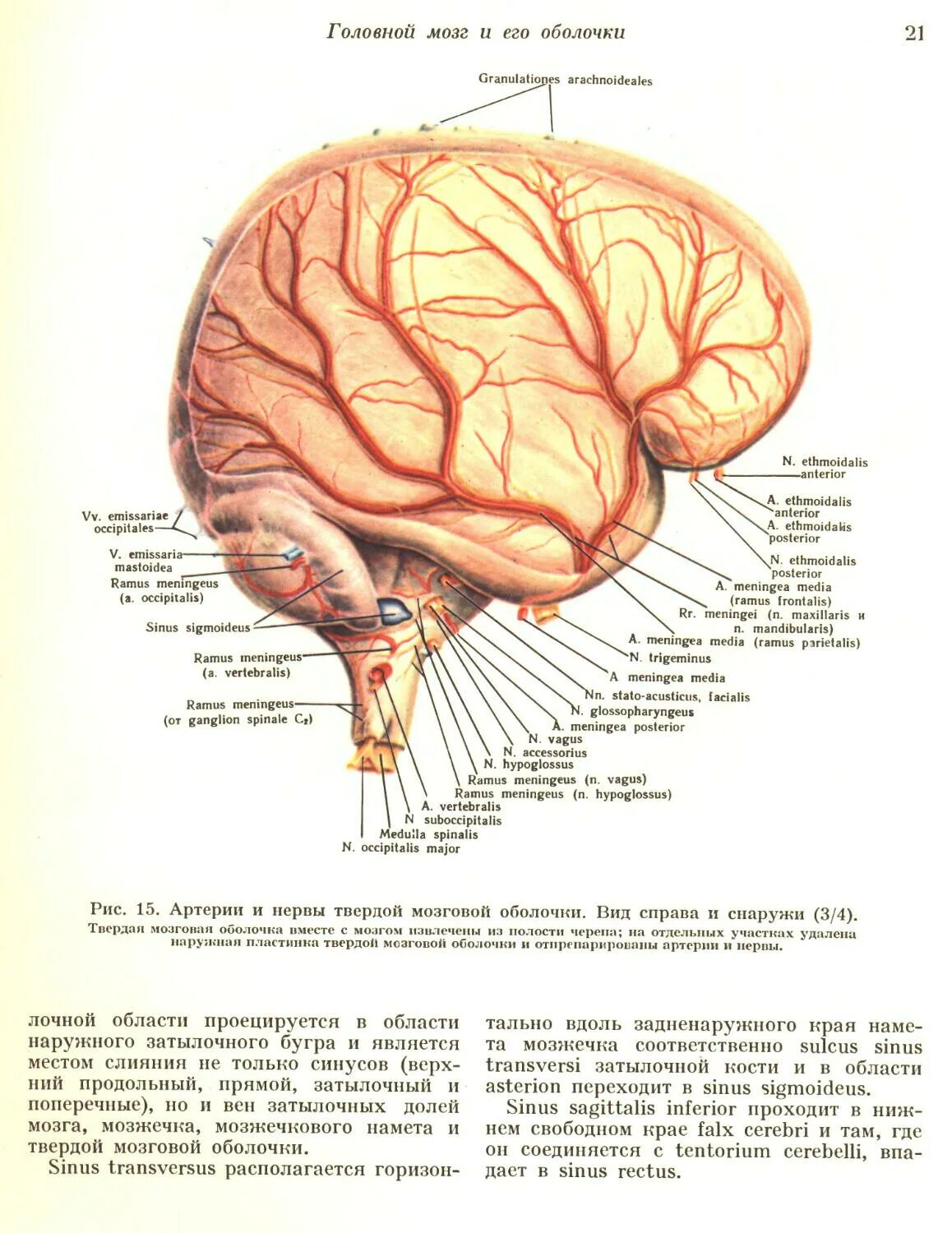 Ветви средней артерии твердой мозговой оболочки. Кровоснабжение твердой оболочки головного мозга. Кровоснабжение твердой мозговой оболочки анатомия. Менингеальные артерии твердой мозговой.