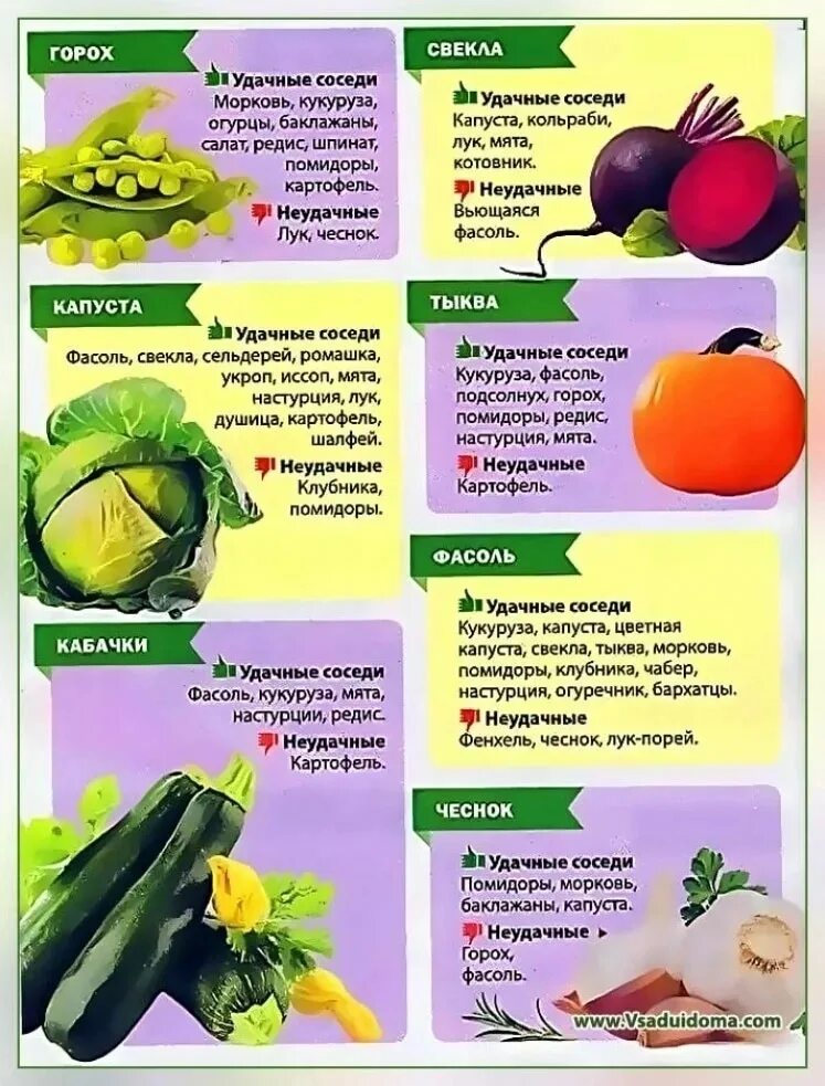 Очередность посадки овощных культур таблица. Севооборот на огороде схема. Схема посадки тыквы. Схема севооборота овощных культур. Чередование посадок овощных культур таблица.