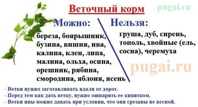 Какие веточки можно попугаю. Какие веточки деревьев можно попугаям. Веточки для попугаев волнистых какие можно. Какие ветки можно давать попугаям волнистым. Какие веточки можно давать попугаям.