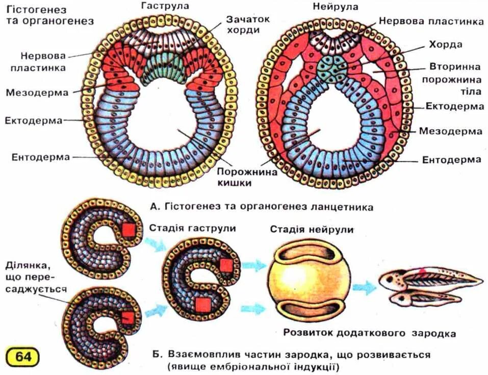 Образование хорды формирование двухслойного