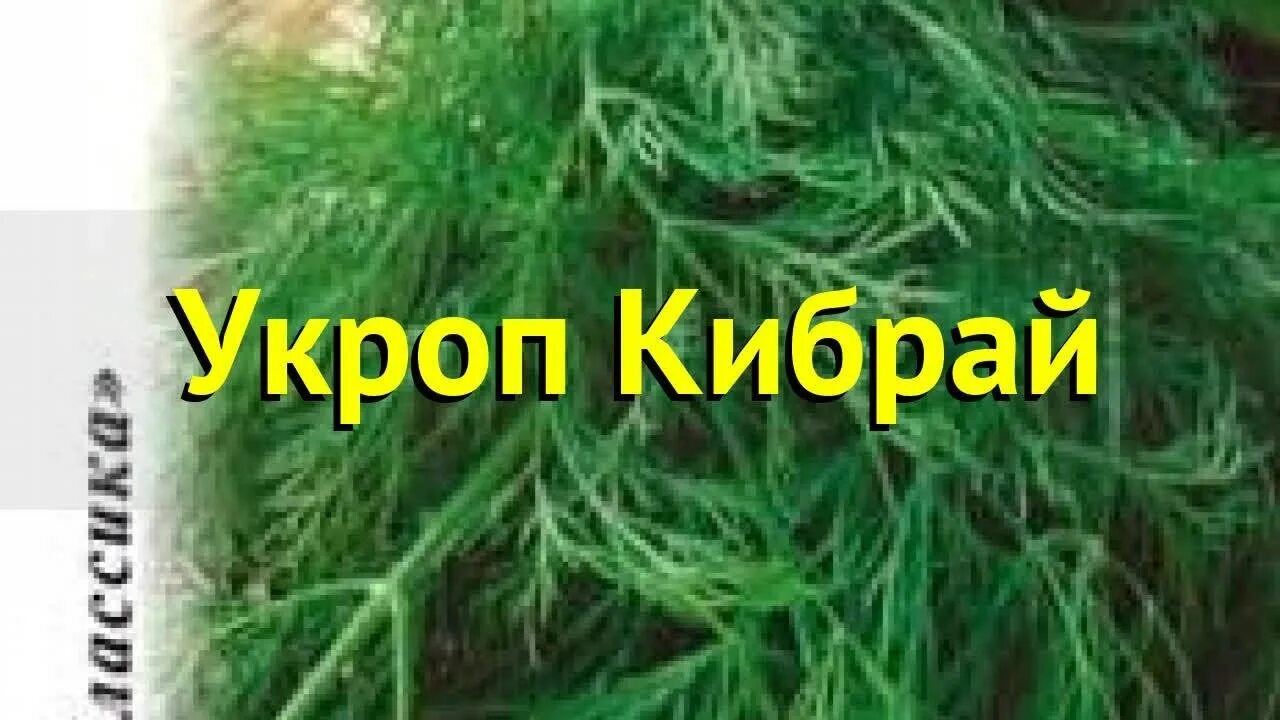 Укроп кибрай. Укроп кустистый. Укроп Кибрай характеристика и описание сорта фото. Укроп сорт Кибрай фото.