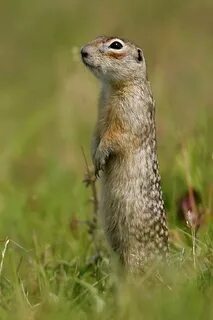 Хатшылар мен қызметшілерді көрсететін порно видеолар