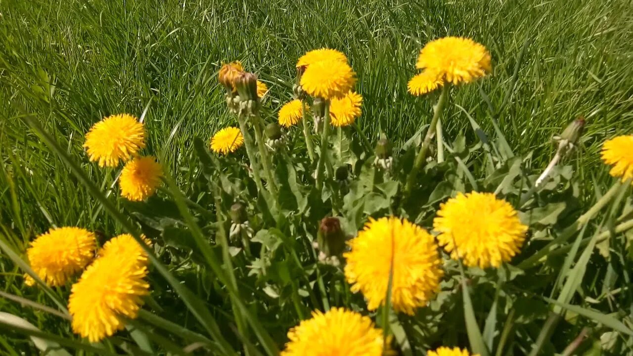 Можно есть цветы одуванчика. Одуванчик в пищу. Одуванчик в еду. Одуванчики фото на рабочий стол. Одуванчик растение.